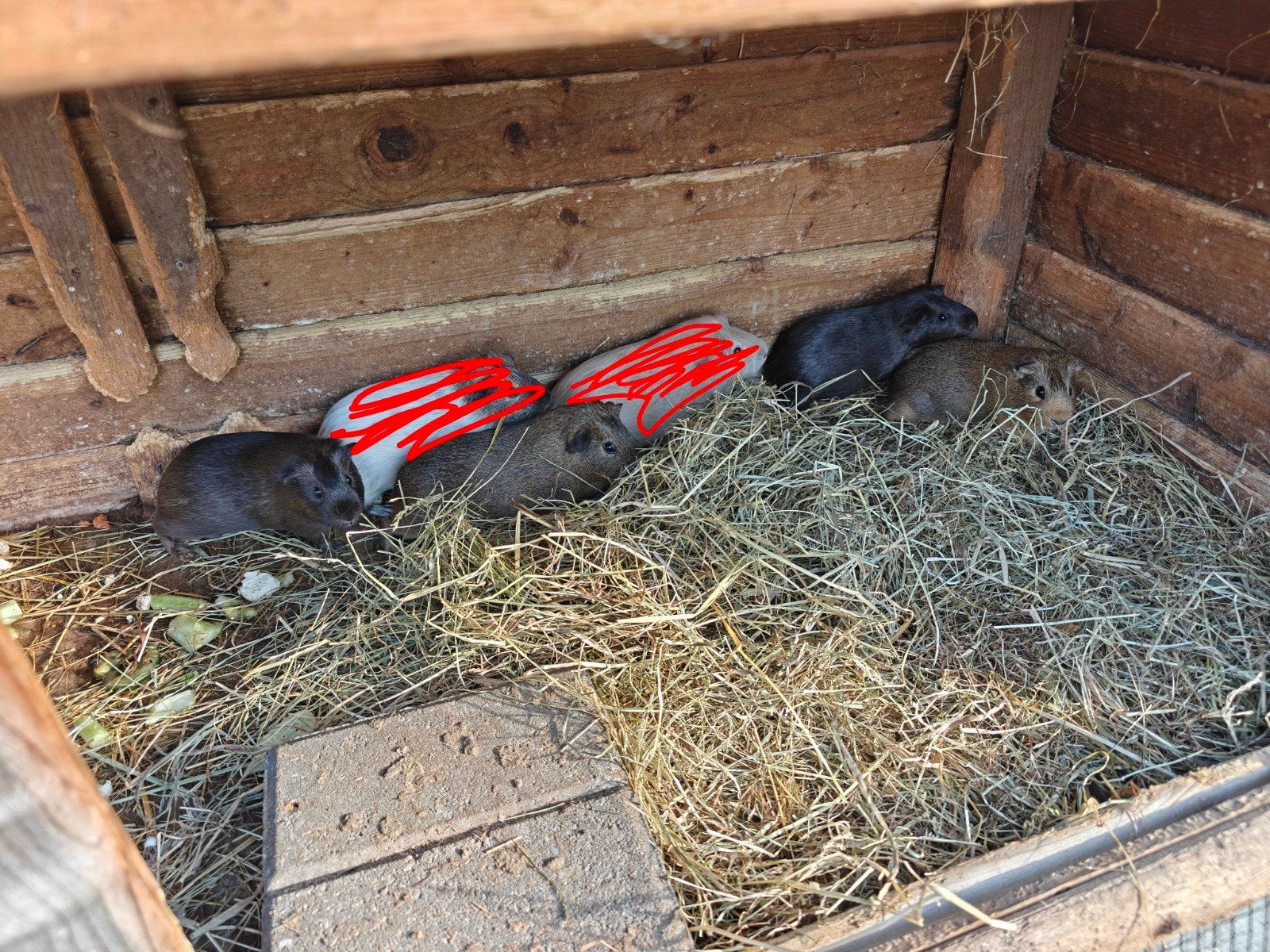 Cavia Vrouw, Maart, Vrouwelijk, Cavia