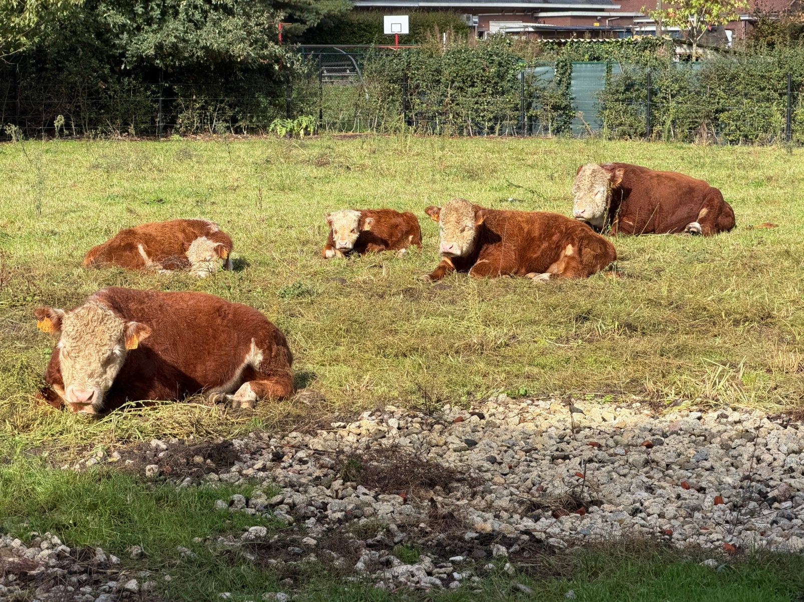 Mini hereford stieren te koop, Dieren en Toebehoren