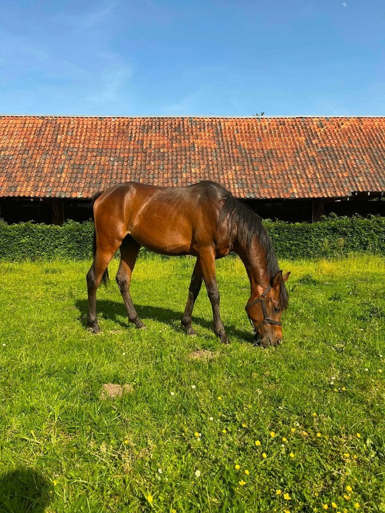 VEULEN / 2 jarig paard, Avec pedigree, Moins de 160 cm, Étalon, 0 à 2 ans