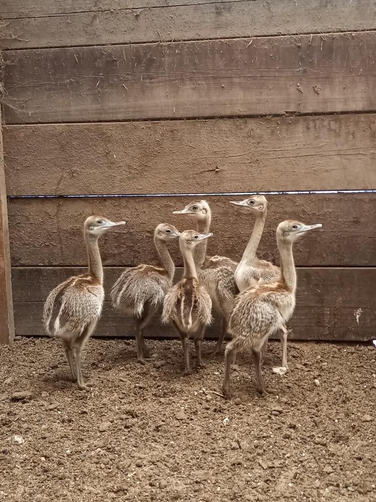 Nandoe,nandoe kuikens, Dieren en Toebehoren, Pluimvee, Meerdere dieren