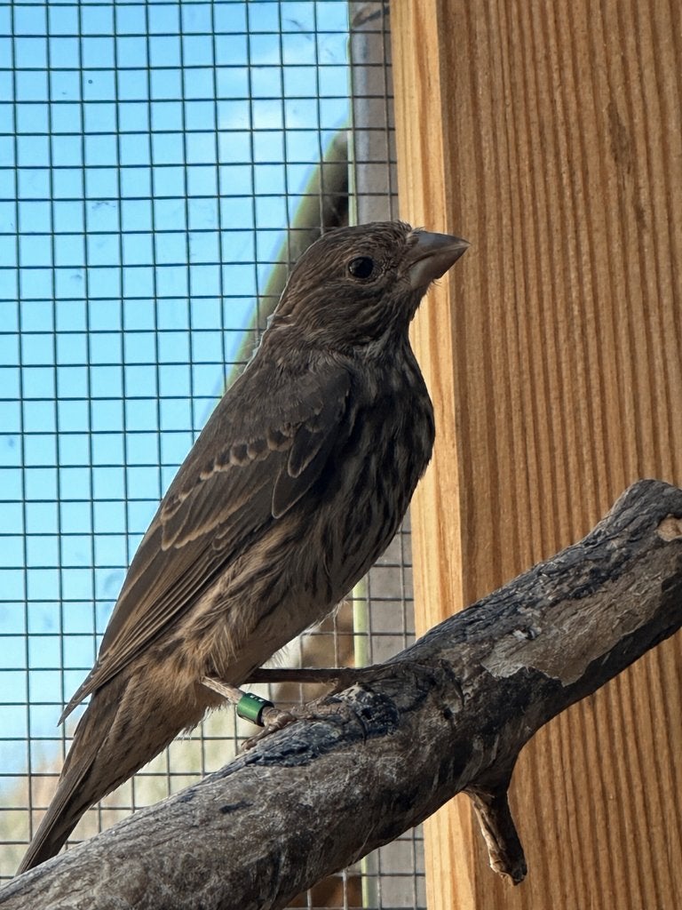 Jonge mexicaanse roodmussen, Dieren en Toebehoren, Meerdere dieren, Wildzangvogel, Geringd