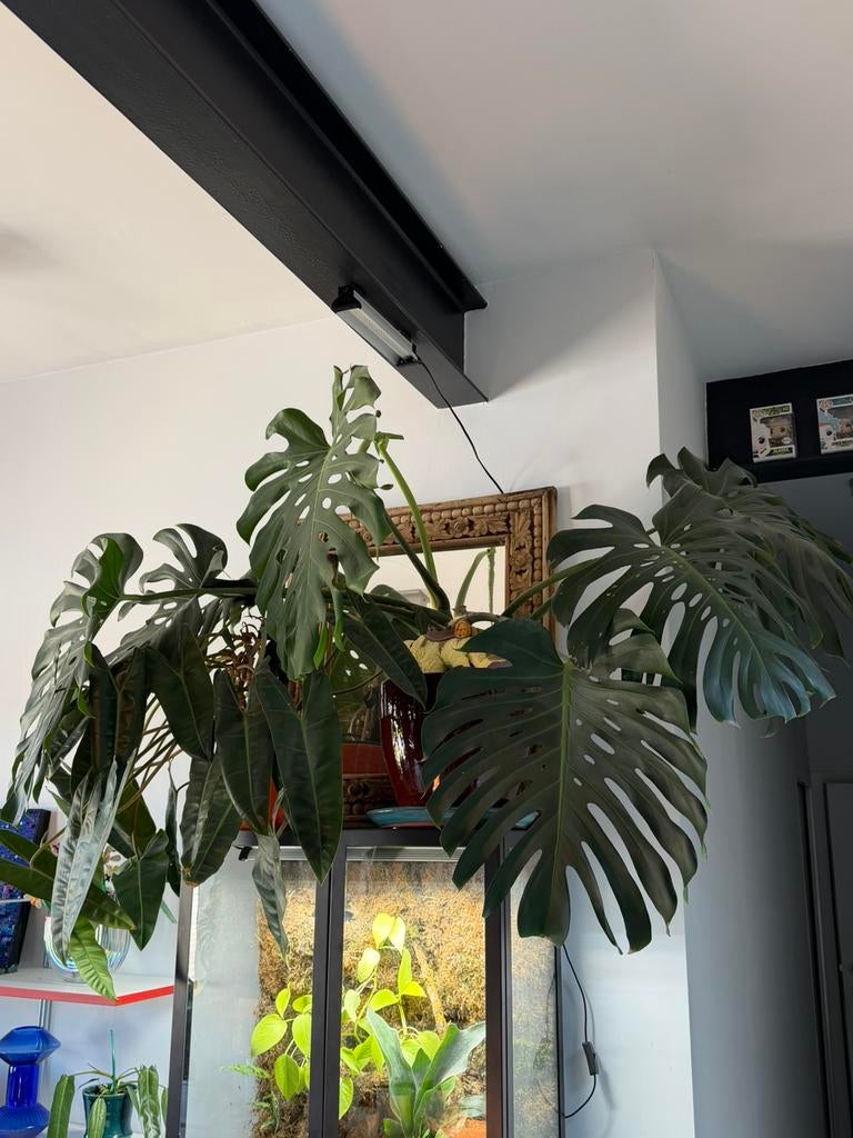 Grote monstera, Ophalen