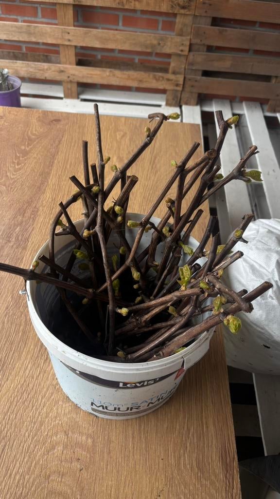 Bouillon de raisin, Jardin & Terrasse, Enlèvement, Comme neuf