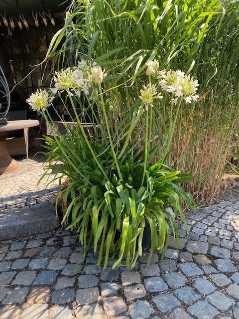 Agapanthus, Tuin en Terras, Ophalen