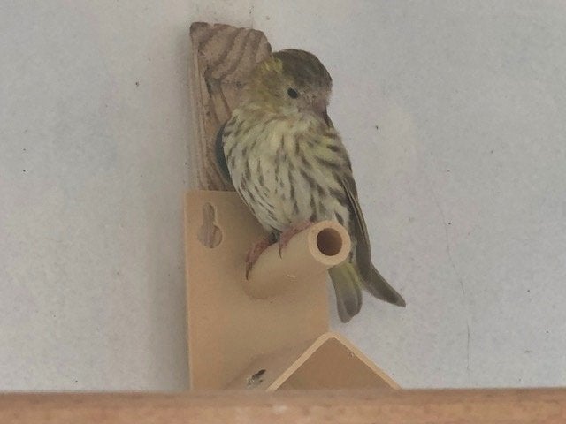 Sijsjes, Dieren en Toebehoren, Meerdere dieren, Wildzangvogel, Geringd