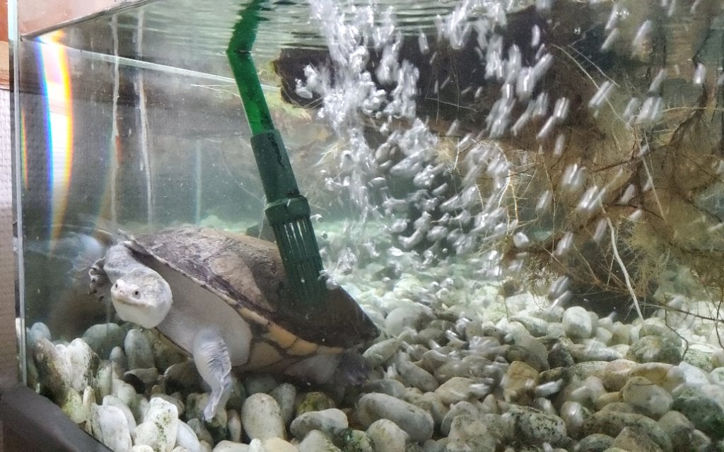 Schildpad, Dieren en Toebehoren, Schildpad, 11 jaar of ouder