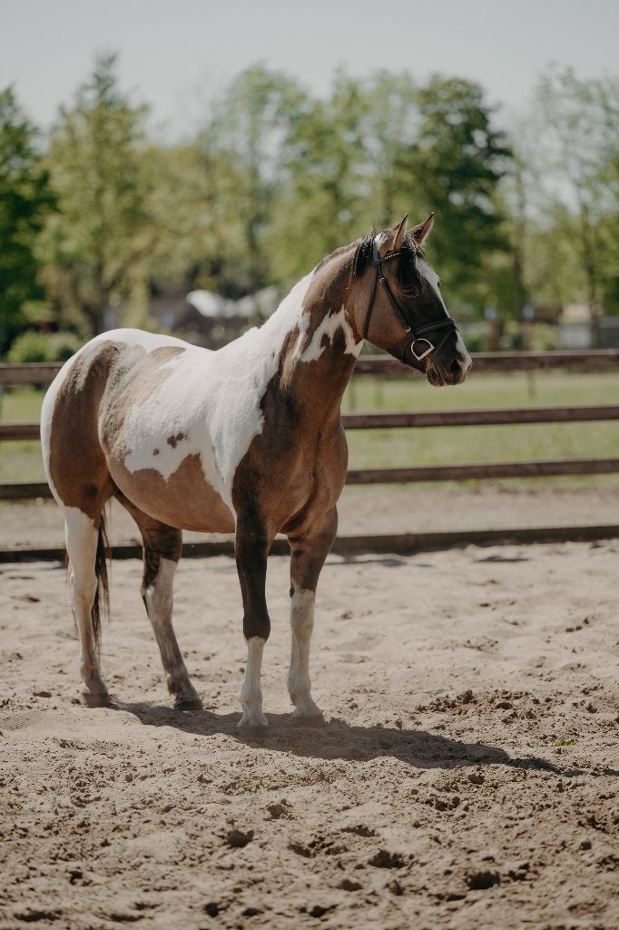 D Pony, Animaux & Accessoires, Poney de récréation, Poney D (1.37 m à 1.48m), Ne s'applique pas, 3 à 6 ans