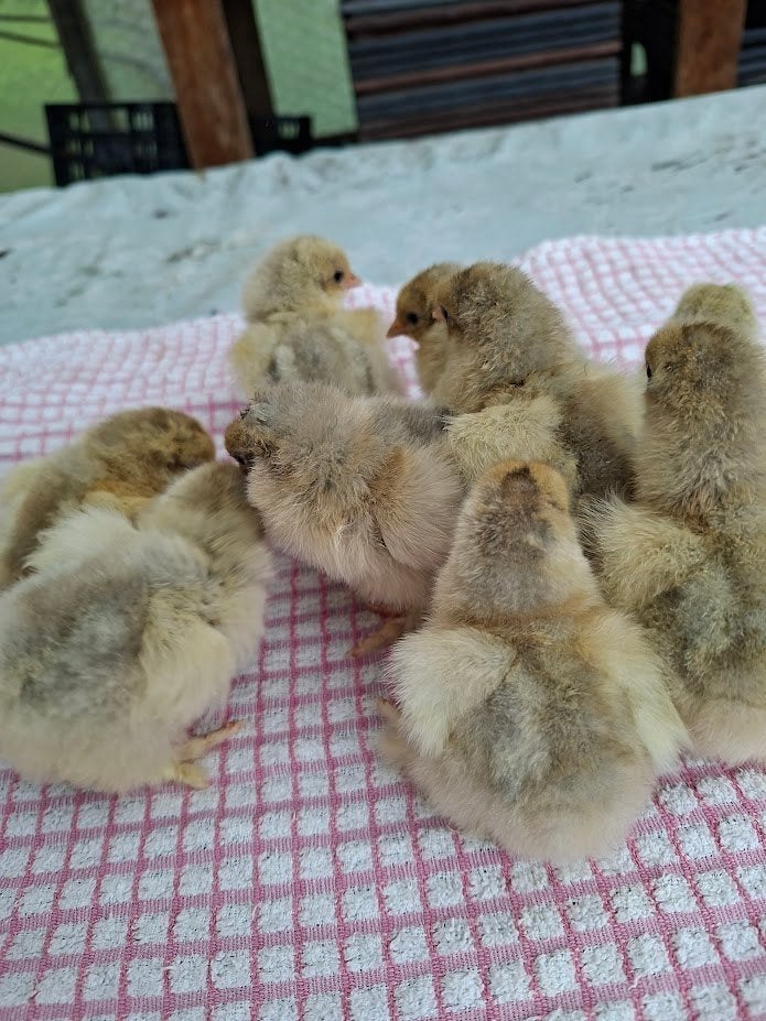 Poussins de jour de Brahma Isabel Partridge gros volaille, Animaux & Accessoires, Volatiles, Sexe inconnu, Poule ou poulet