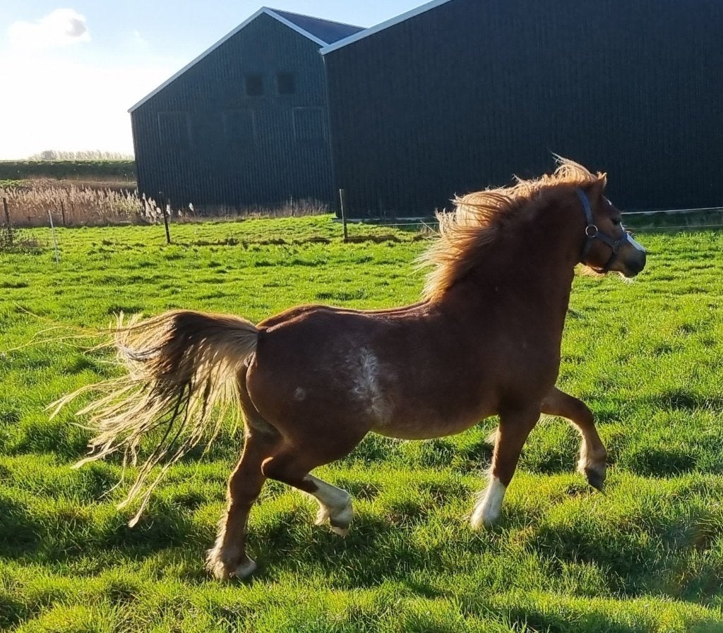 Prachtige, brave en toekomstige Welsh A (kinder)BIXIEponies, Dieren en Toebehoren, Pony's, Met stamboom, Hengst, 3 tot 6 jaar
