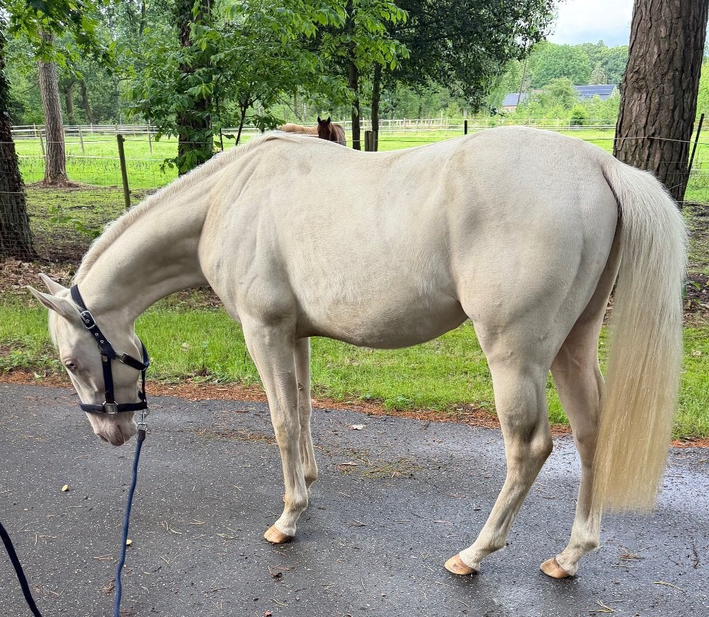 Rw Magnetic Whiz, Dieren en Toebehoren, Paarden, Hengst, Niet van toepassing, Minder dan 160 cm, 0 tot 2 jaar, Westernpaard, Met stamboom