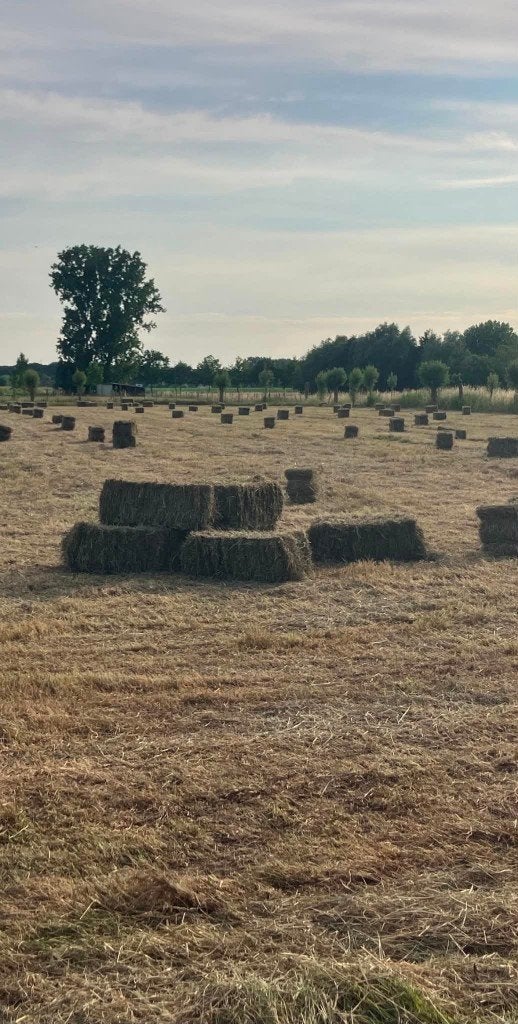 Kleine balen hooi, Dieren en Toebehoren, Dierenvoeding, Ophalen