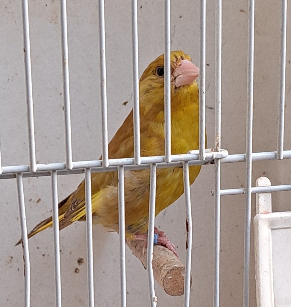 Moeten weg, Dieren en Toebehoren, Mannelijk, Wildzangvogel, Geringd