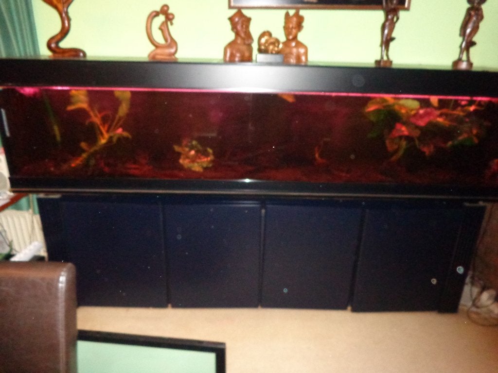 Gratis aquarium 250x50x60, Dieren en Toebehoren, Ophalen, Gebruikt