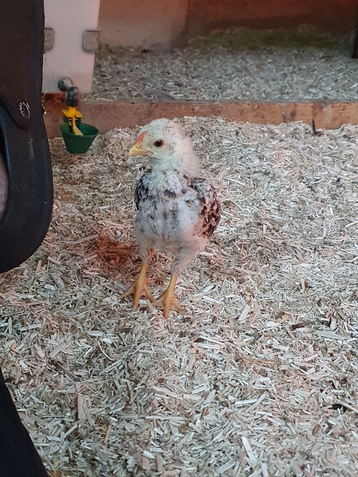 ko shamo haantje, Dieren en Toebehoren, Mannelijk, Kip