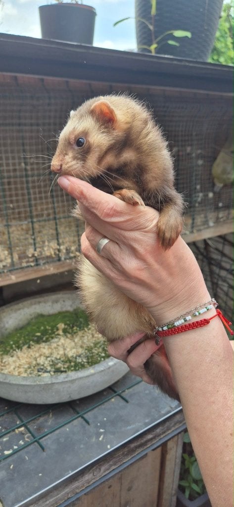 Furet avec cage, 75 à 110 cm, Comme neuf, Enlèvement, 60 à 90 cm