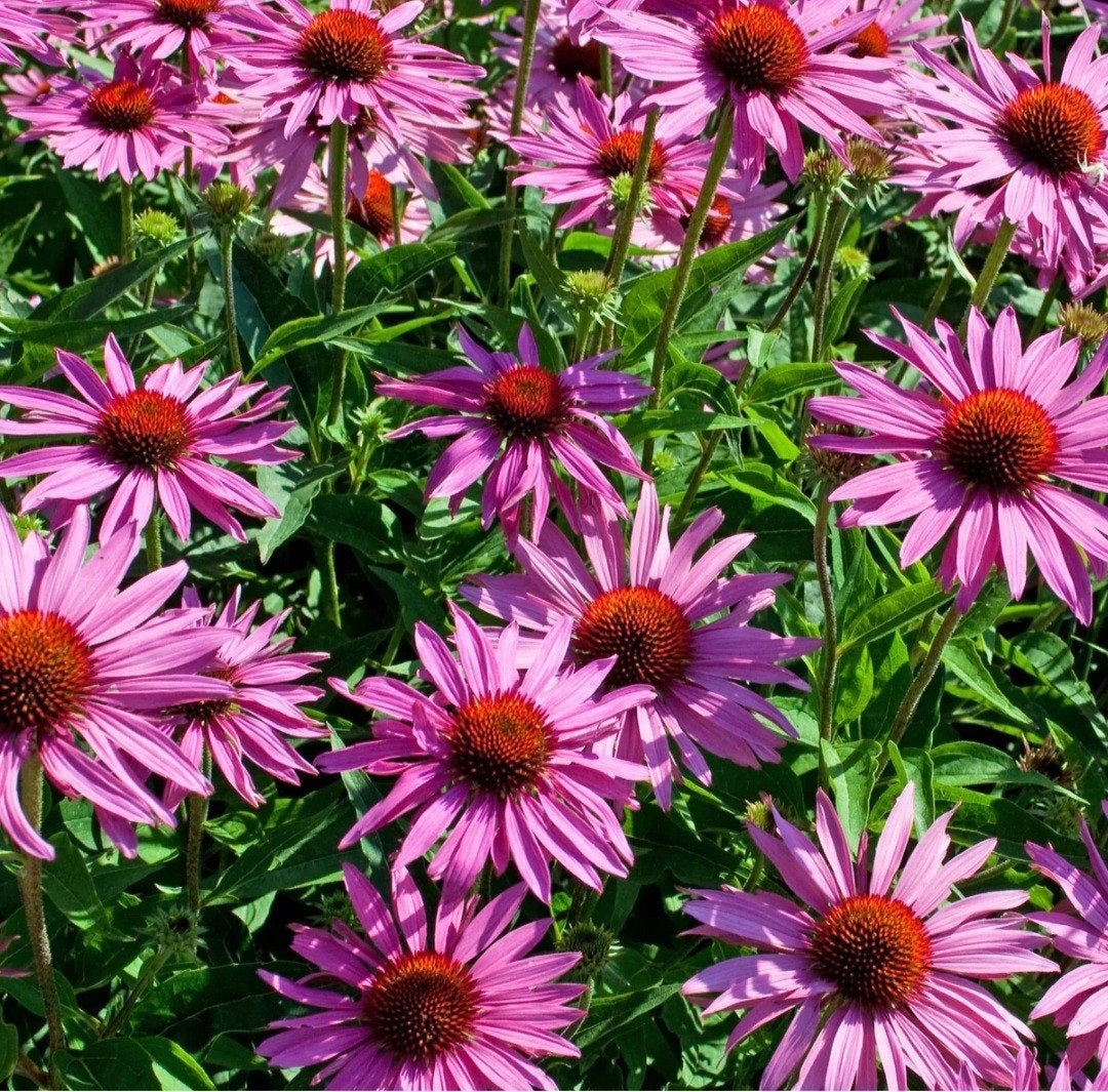 echinacea purpura zonnehoed, Tuin en Terras, Ophalen