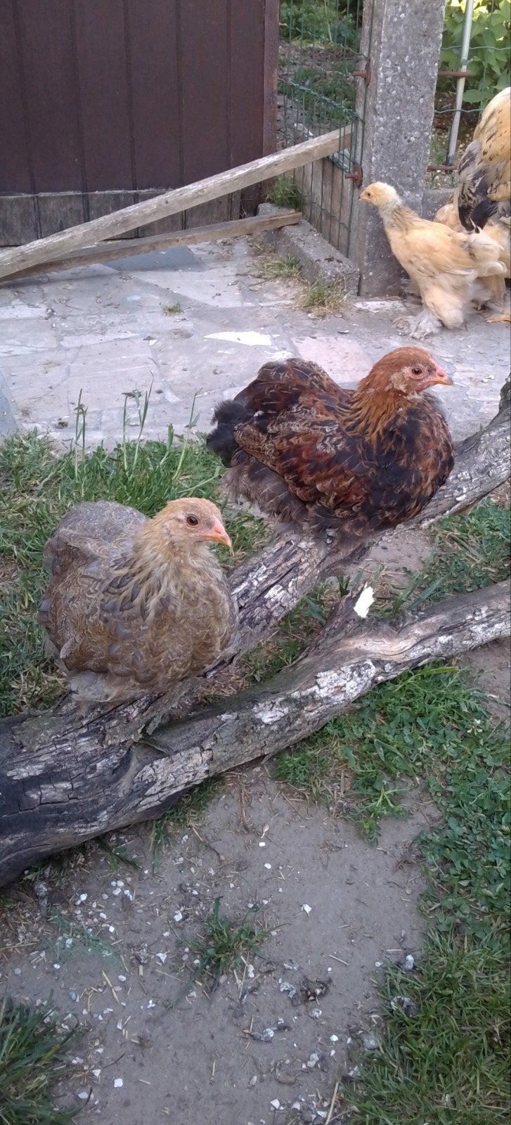 Brahma Criel, Animaux & Accessoires, Volatiles