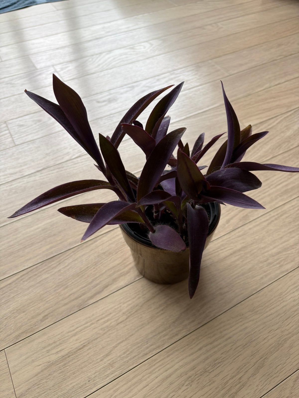 Tradescantia Pallida/Purple Queen, Maison & Meubles, Plantes d'intérieur, Autres espèces, Plante à fleurs, Moins de 100 cm, Plein soleil