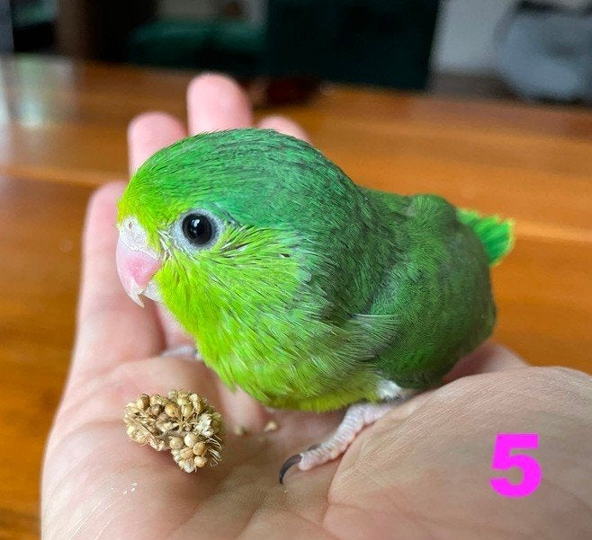 Groene Forpus kuikens - dwergpapegaai - handtam - 07/2026, Plusieurs animaux, Perroquet nain ou Inséparable, Domestique