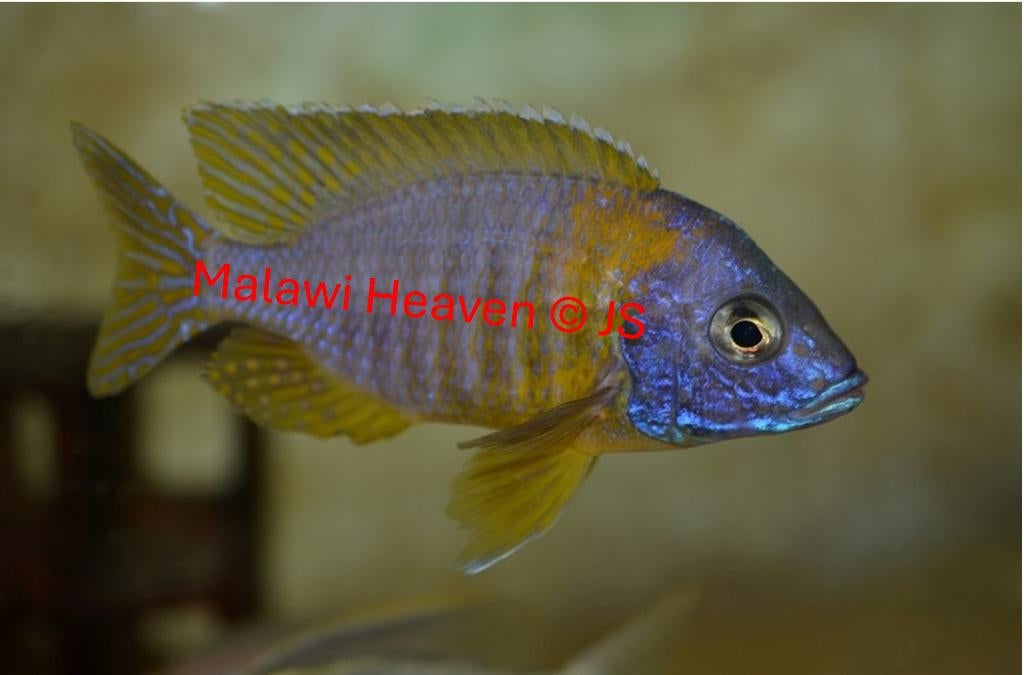 Aulonocara Kornelia Malawi Cichliden, Poisson, Poisson d'eau douce, Banc de poissons