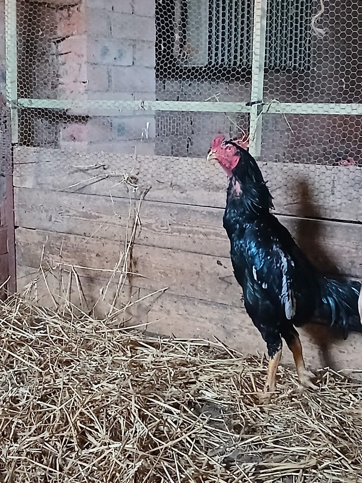 Shamo 2 ans