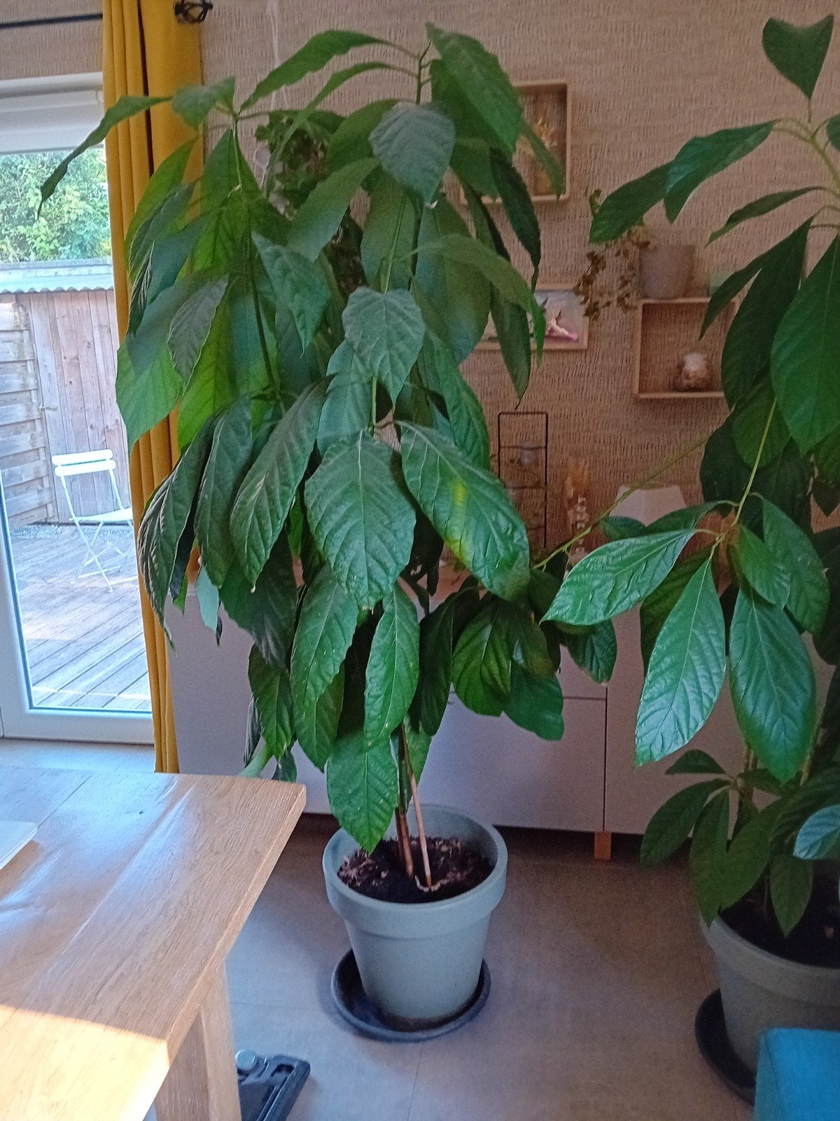 Avocatier 5 ans" fait maison", En pot, Plante fruitière, 150 à 200 cm, Enlèvement