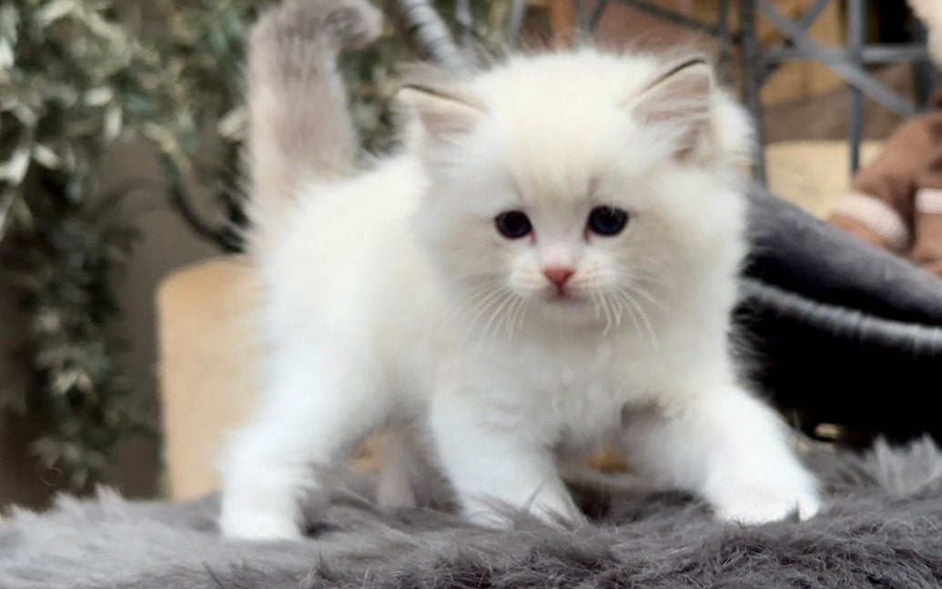 Bijzonder mooi Ragdoll nestje ️ Red, Seal & Lynx & Tortie, Dieren en Toebehoren, Meerdere dieren, Met stamboom, 0 tot 2 jaar
