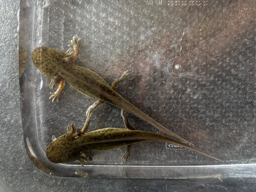 Wildkleur axolotls, Animaux & Accessoires