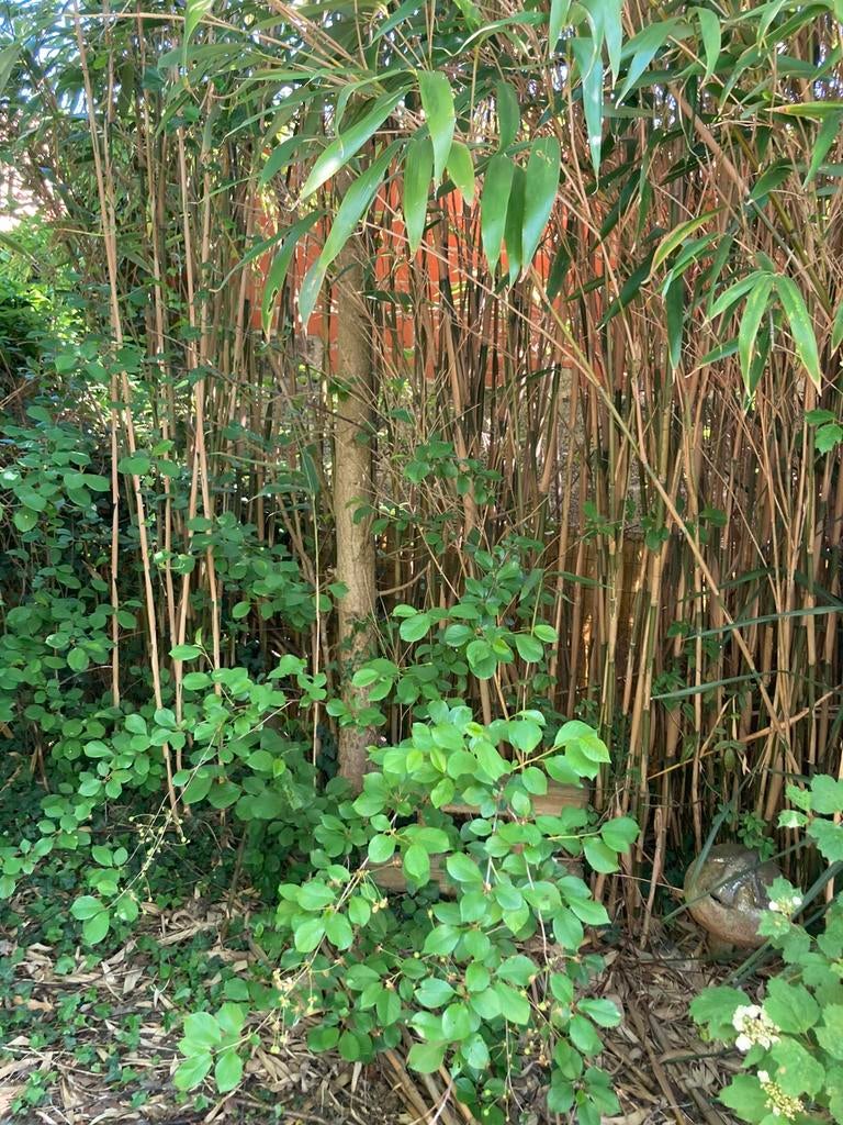 Bambous et cerisiers gratuits, Jardin & Terrasse, Enlèvement, Plante fixe, Plantes fruitières