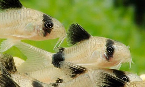 Diverses espèces de Corydoras, y compris group reproducteurs, Animaux & Accessoires, Poisson, Poisson d'eau douce, Banc de poissons