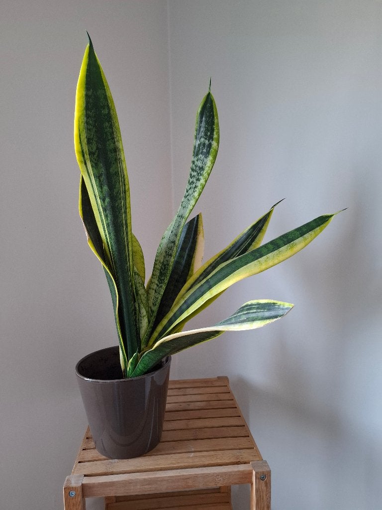 Plante avec pot, Enlèvement, Plante fixe