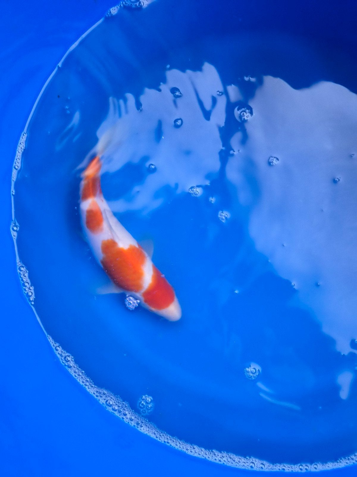 Genjiro kinsen kohaku, Dieren en Toebehoren, Karper of Koi