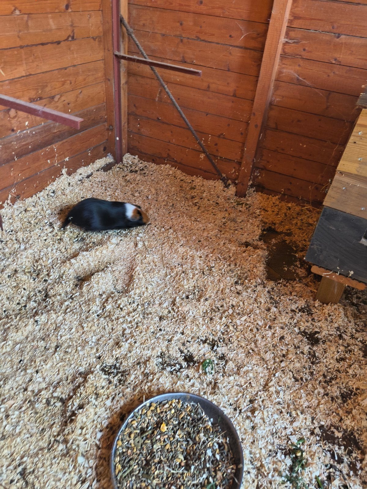 cavia, Octobre, Femelle, Cobaye