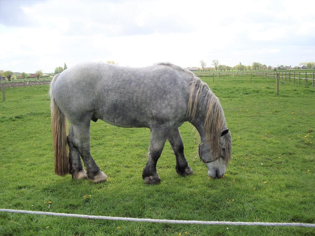 trekpaard ter dekking, Animaux & Accessoires, Chevaux & Poneys | Étalons & Juments poulinières, Étalon