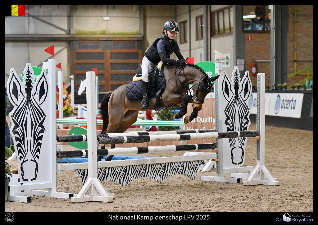 Mooie, brave sportieve B-pony te koop, Dieren en Toebehoren, L, B pony (1.17m tot 1.27m), 11 jaar of ouder, Merrie