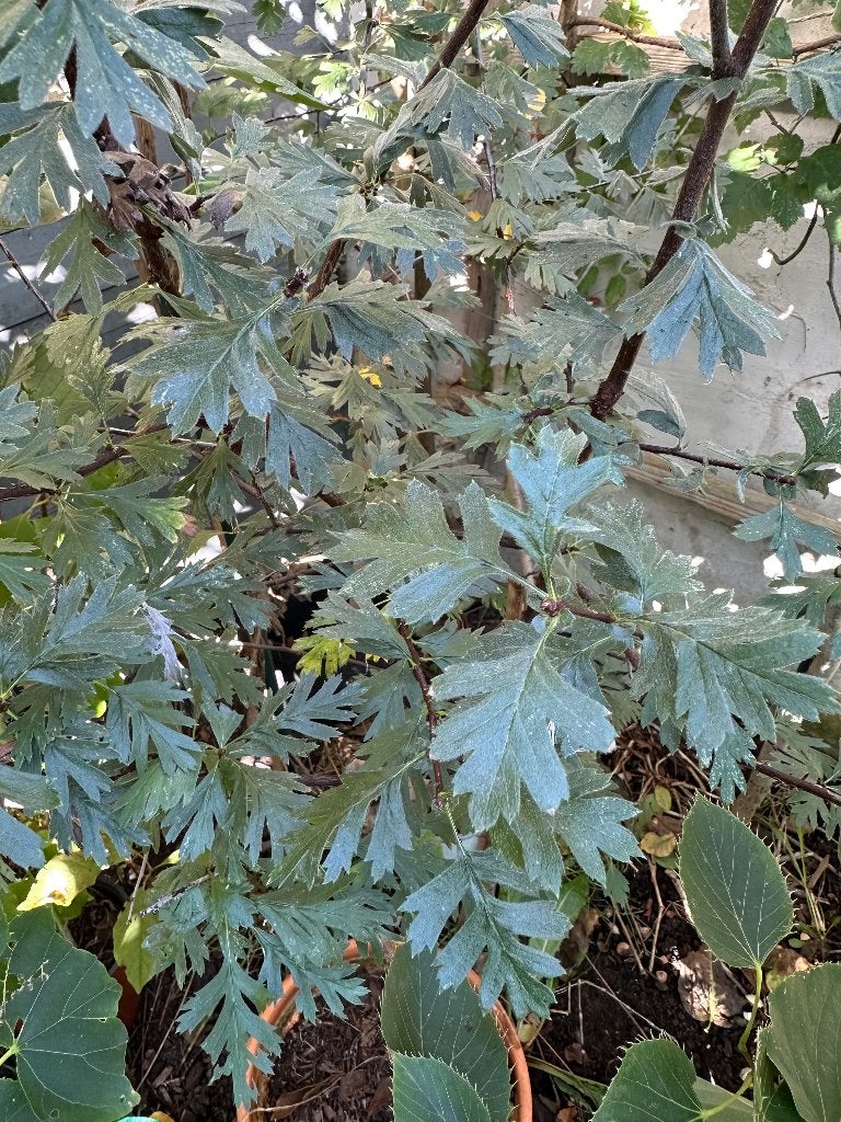 Meidoorn Crataegus Tanacetifolia, Tuin en Terras, Ophalen, Lente, Overige soorten, Volle zon