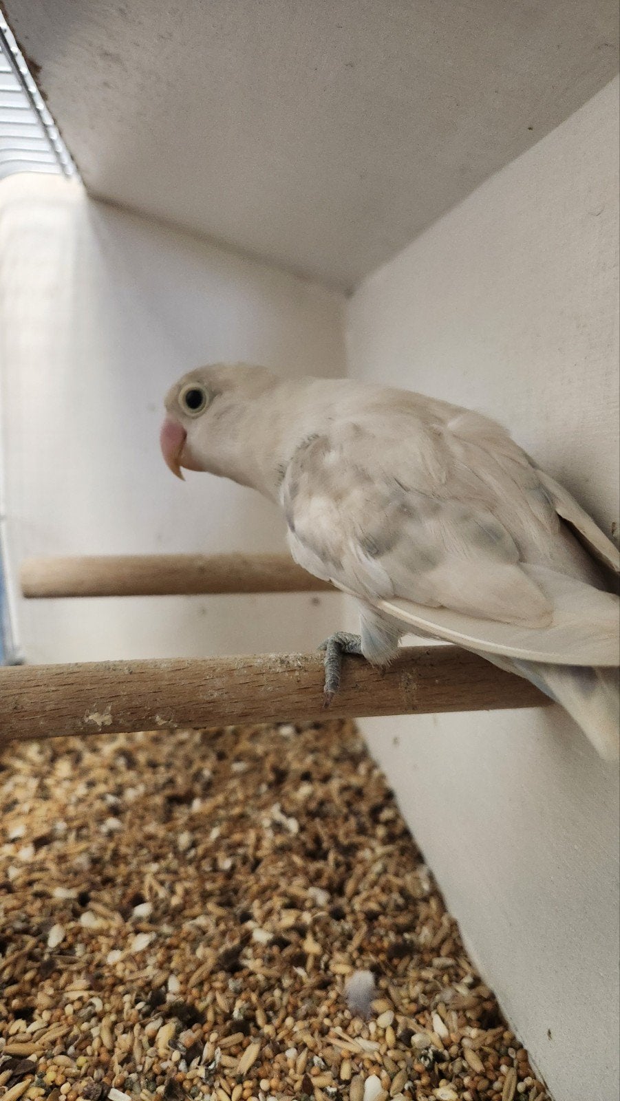 Pastelino fischeri dwergpapegaai, Dieren en Toebehoren