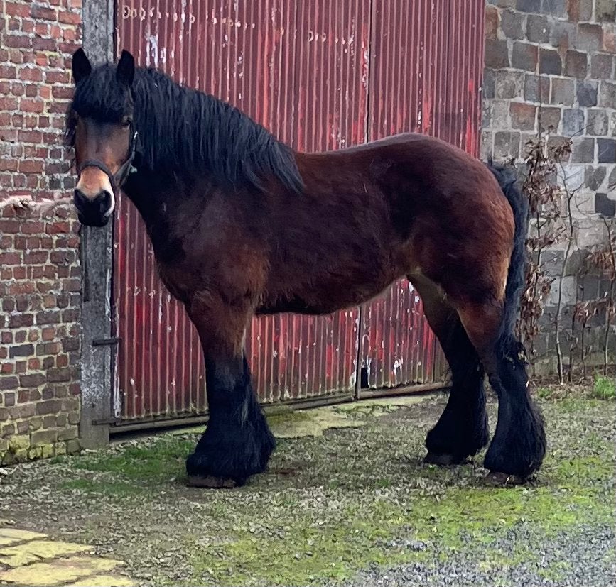 Trekpaard, Dieren en Toebehoren, Merrie, 175 cm of meer, Met stamboom, 7 tot 10 jaar