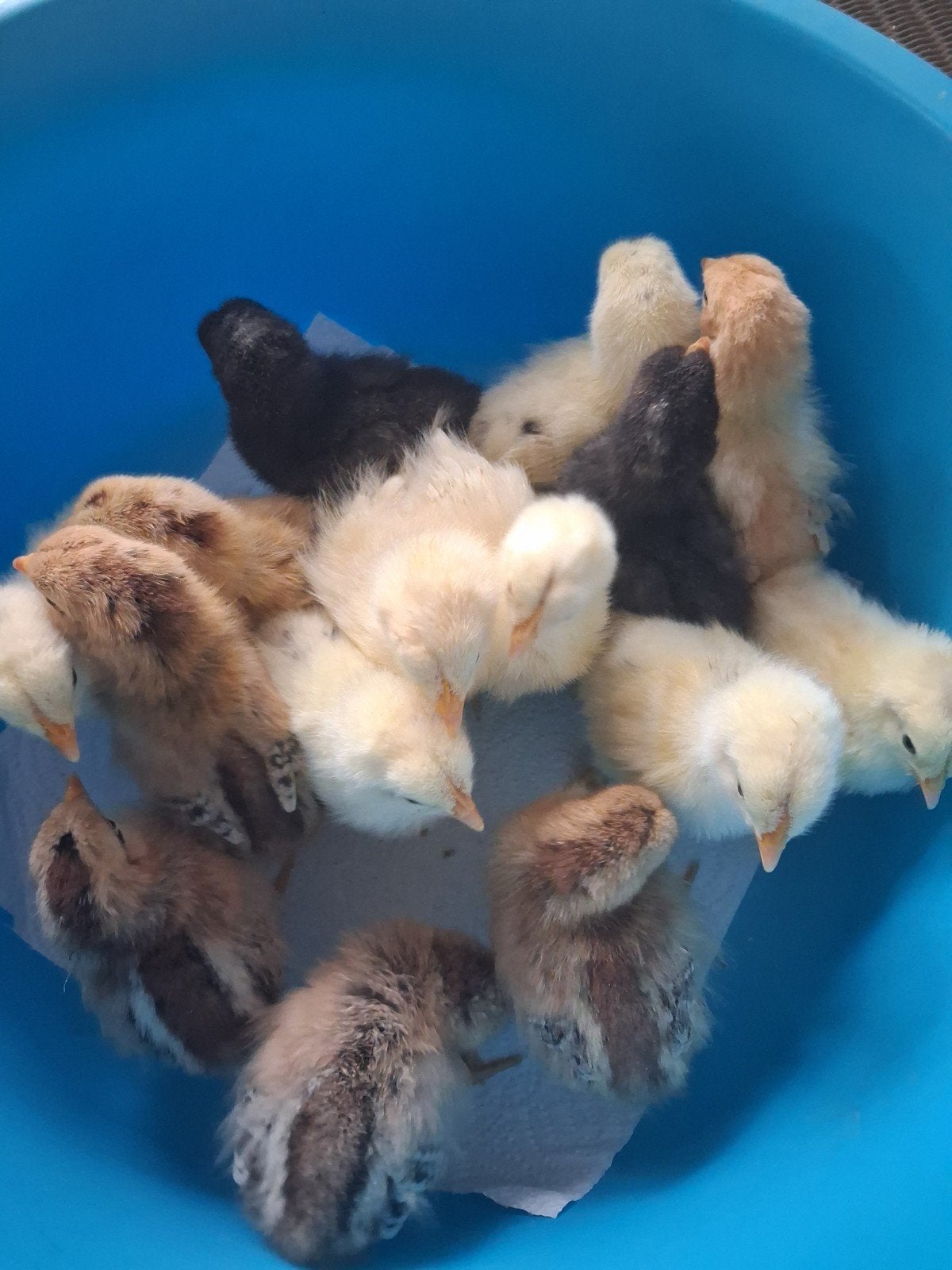 Kuikens van grote legrassen. Kruisingen, Poule ou poulet