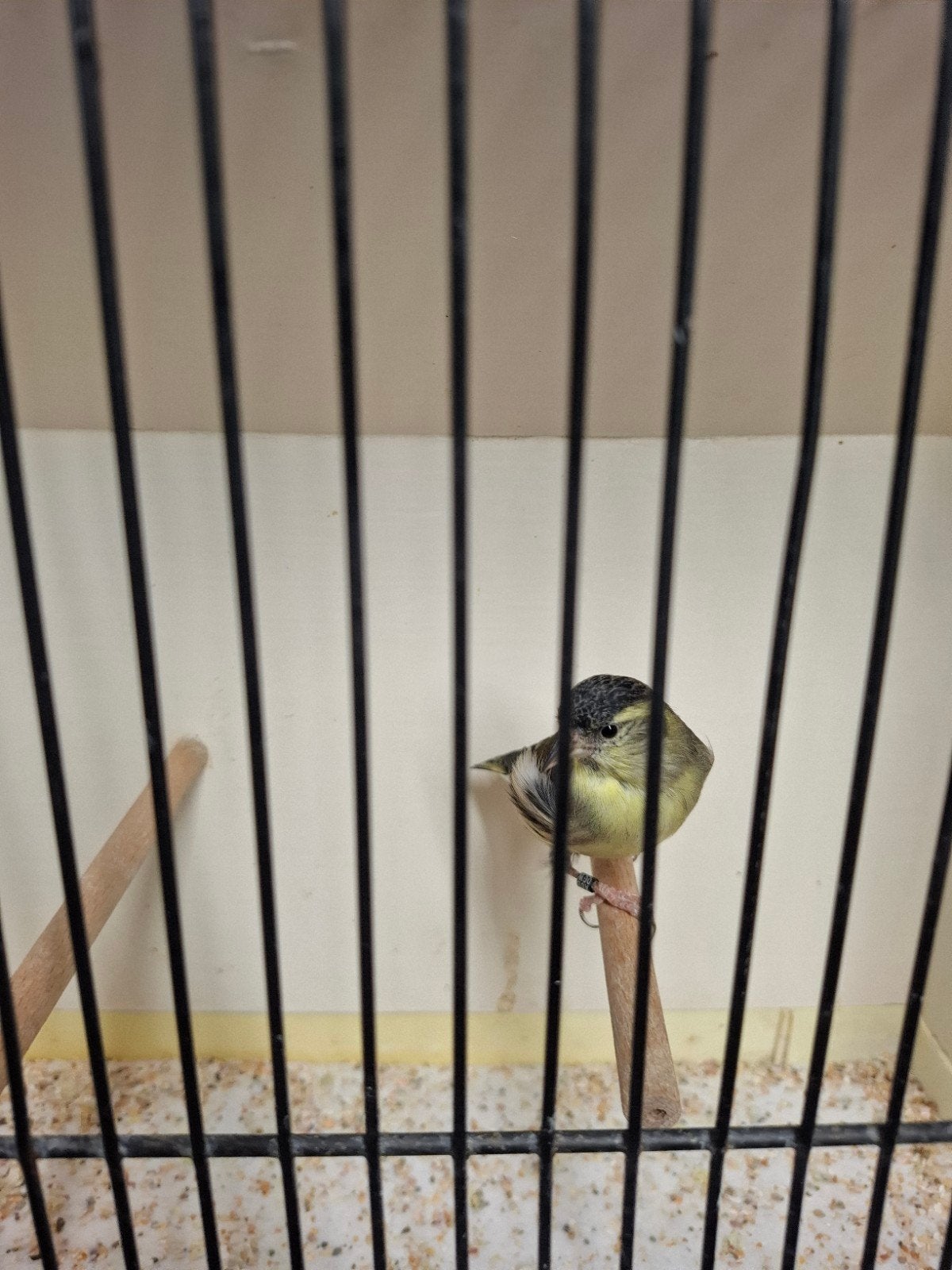 sijzen, Meerdere dieren, Wildzangvogel, Geringd