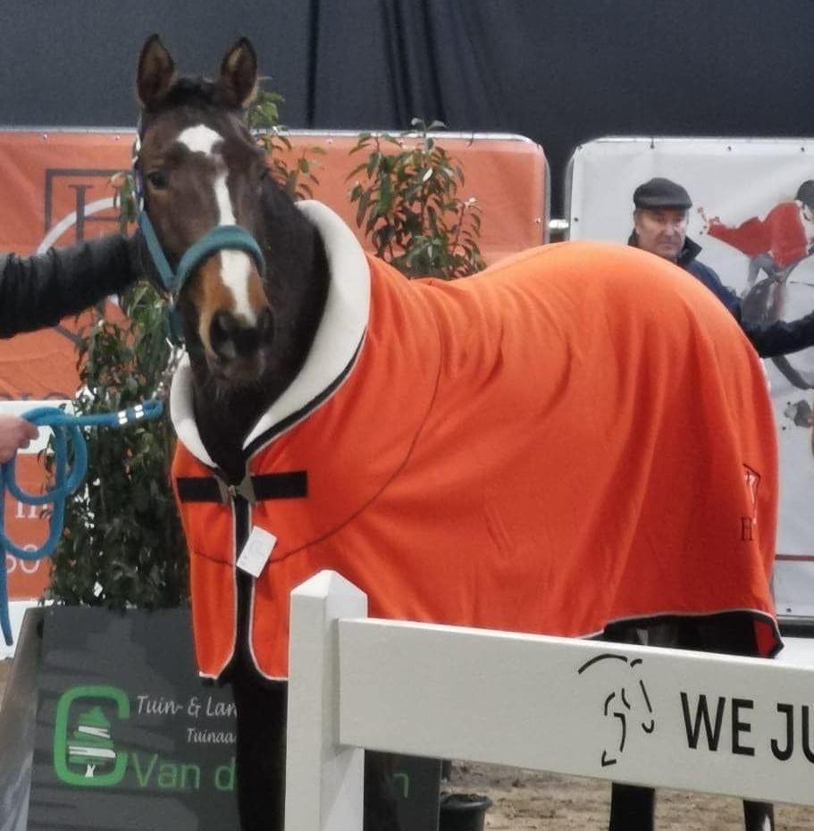 BWP Merrie - 5 jaar - Superbraaf talentvol springpaard, Dieren en Toebehoren, Merrie, Springpaard, 3 tot 6 jaar, 165 tot 170 cm