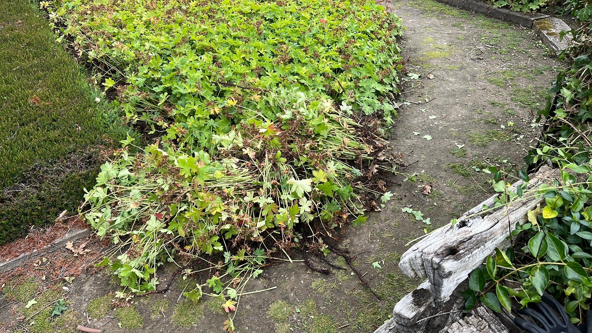Geranium endressi, Ophalen
