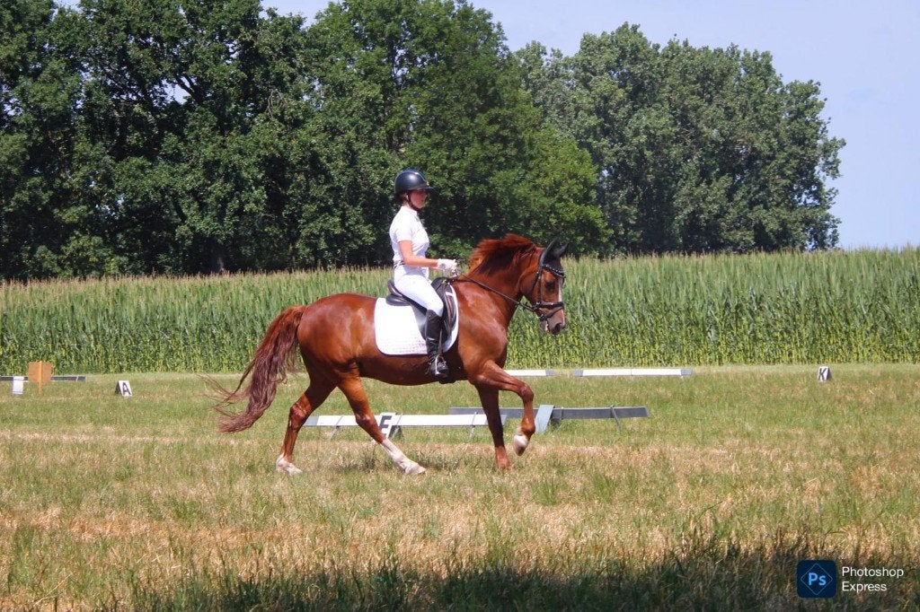 D pony ruin, Dieren en Toebehoren, Pony's, Ruin, L, D pony (1.37m tot 1.48m), Dressuurpony