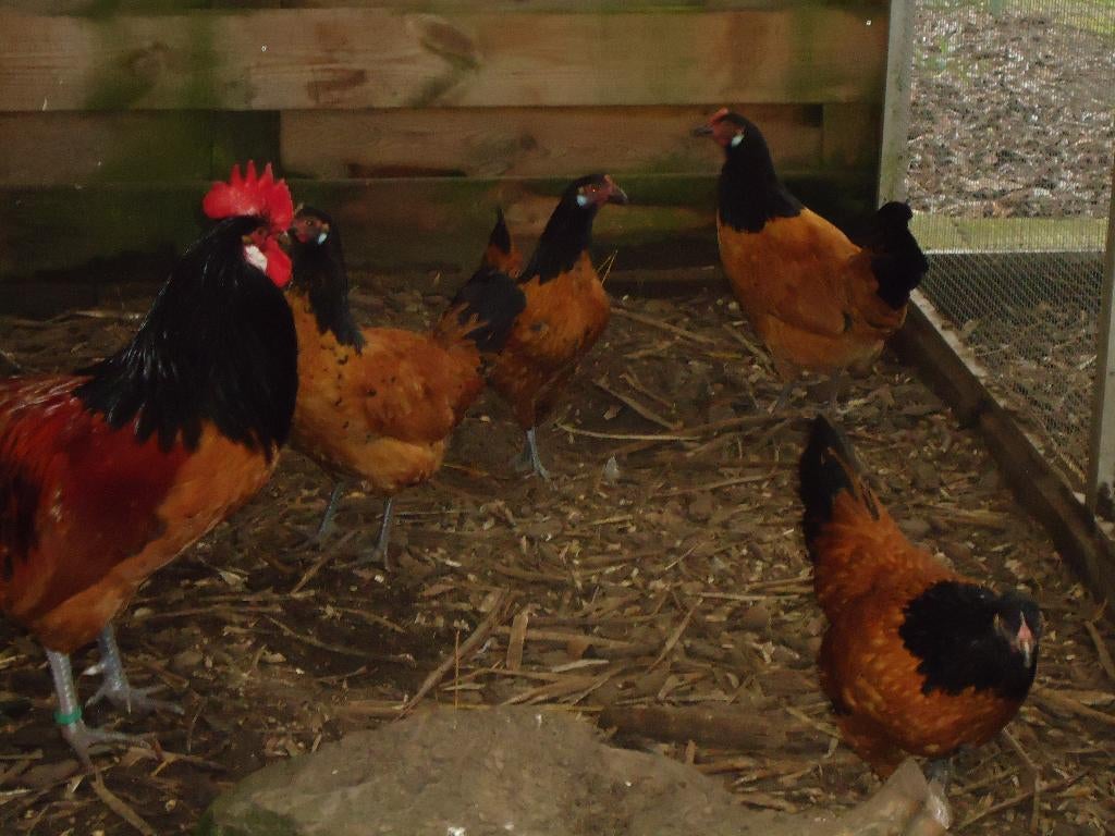 kippen : Vorwerk, Dieren en Toebehoren, Pluimvee, Meerdere dieren, Kip