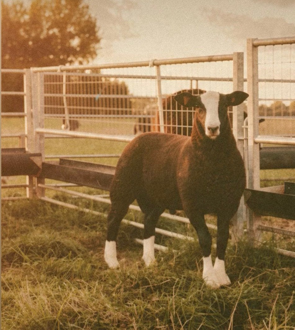 Zwartbles ramlam 4maand