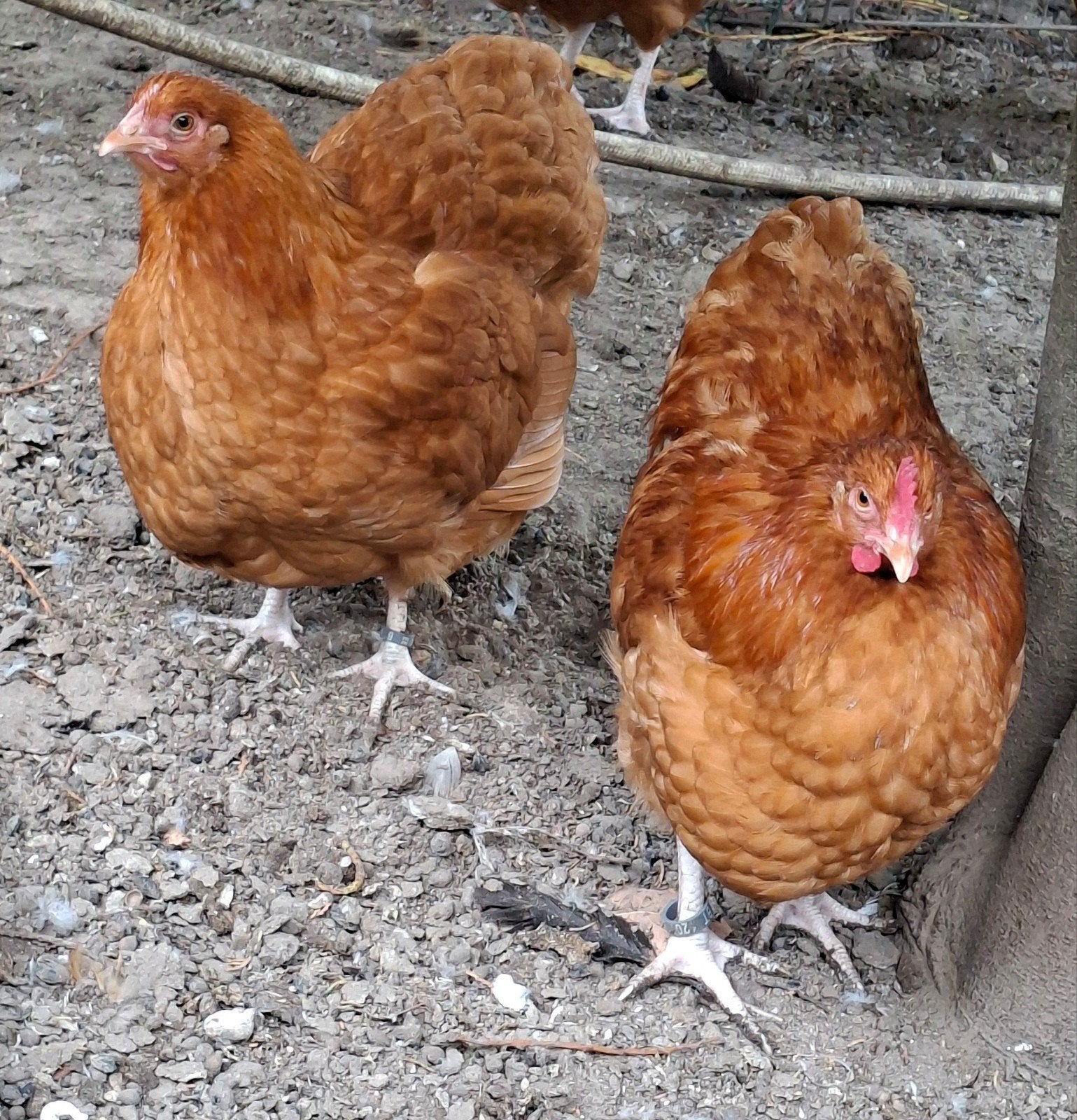 Koppel buff orpington kriel, Dieren en Toebehoren, Meerdere dieren, Kip