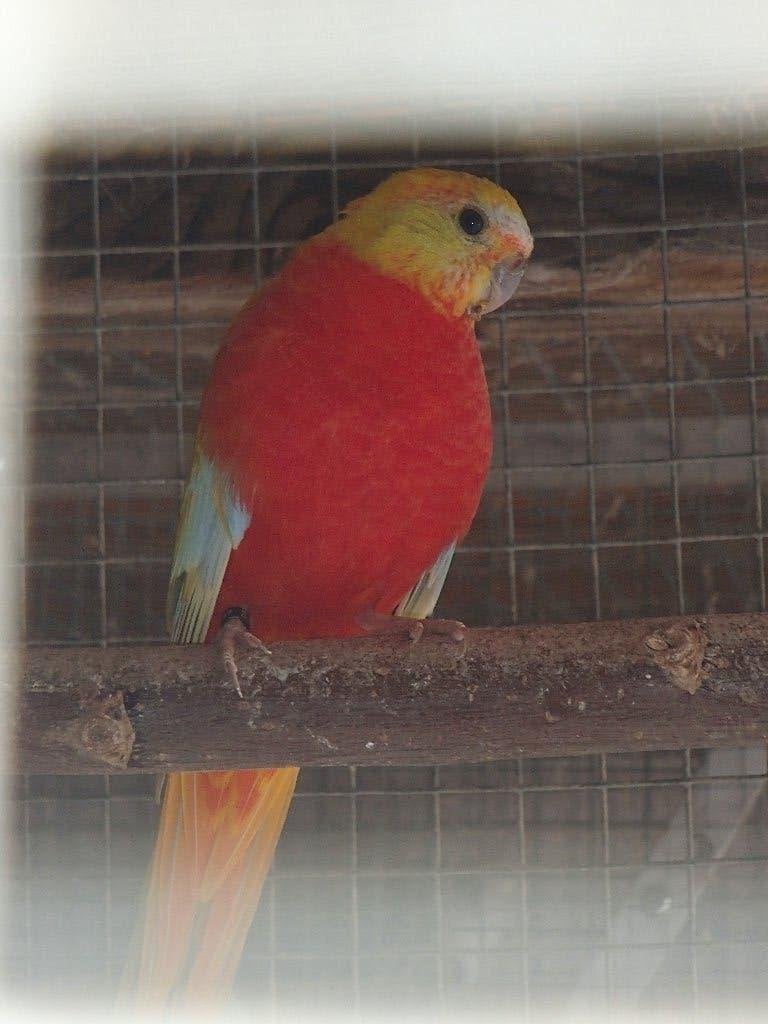 turquoisine parkieten, Meerdere dieren, Parkiet, Geringd