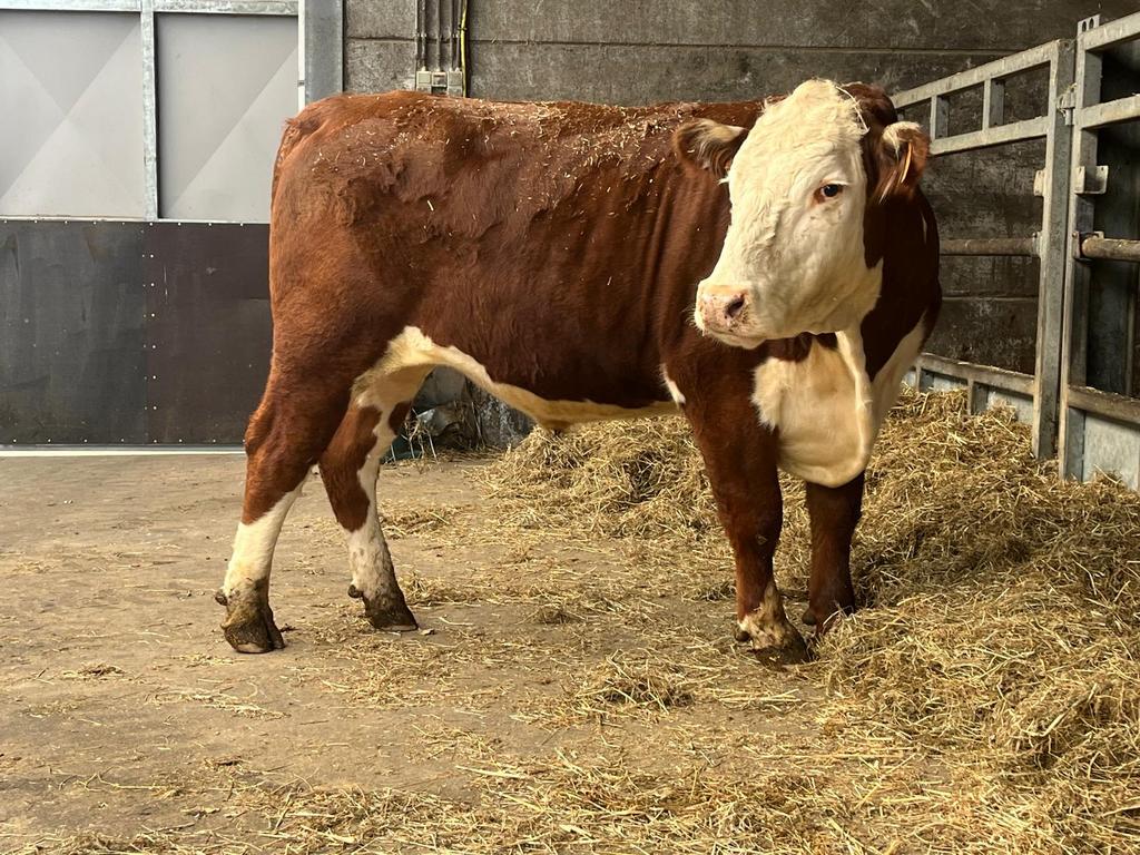 Hereford os te koop, Dieren en Toebehoren, Runderen