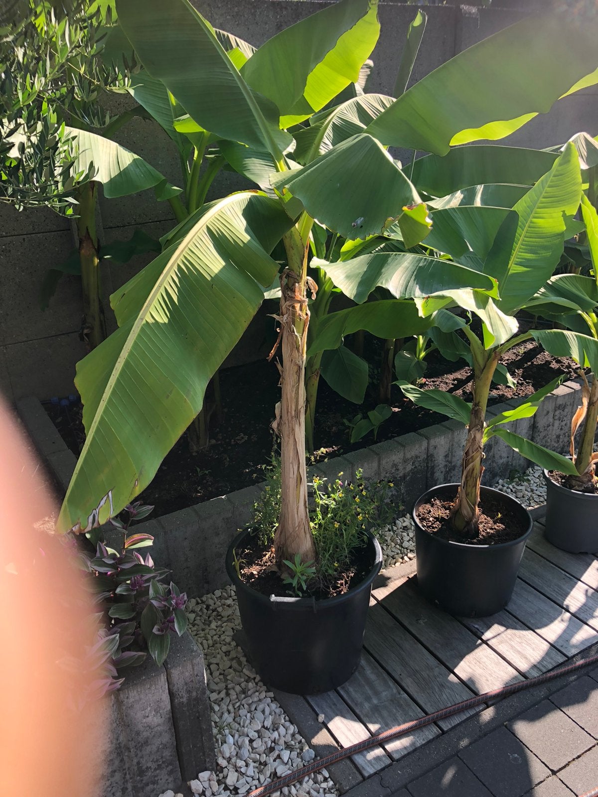 Musa basjo, Ophalen