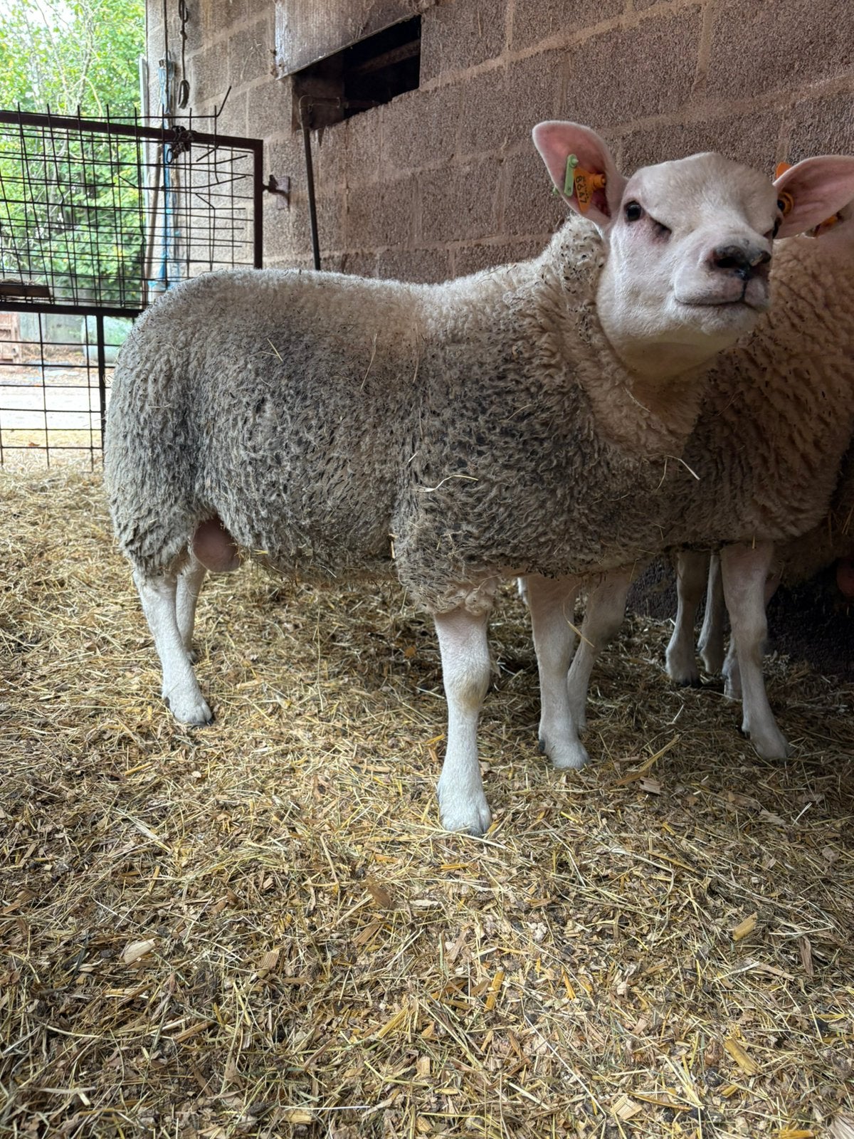 Dekrammen te koop, Animaux & Accessoires, Moutons, Chèvres & Cochons, Mâle, Mouton